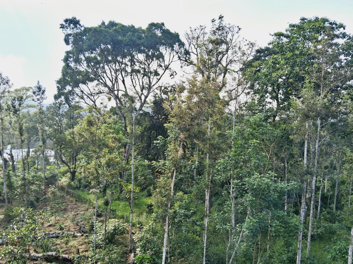 מדיקרי Coorg Teakwood Treasure Homestay מראה חיצוני תמונה