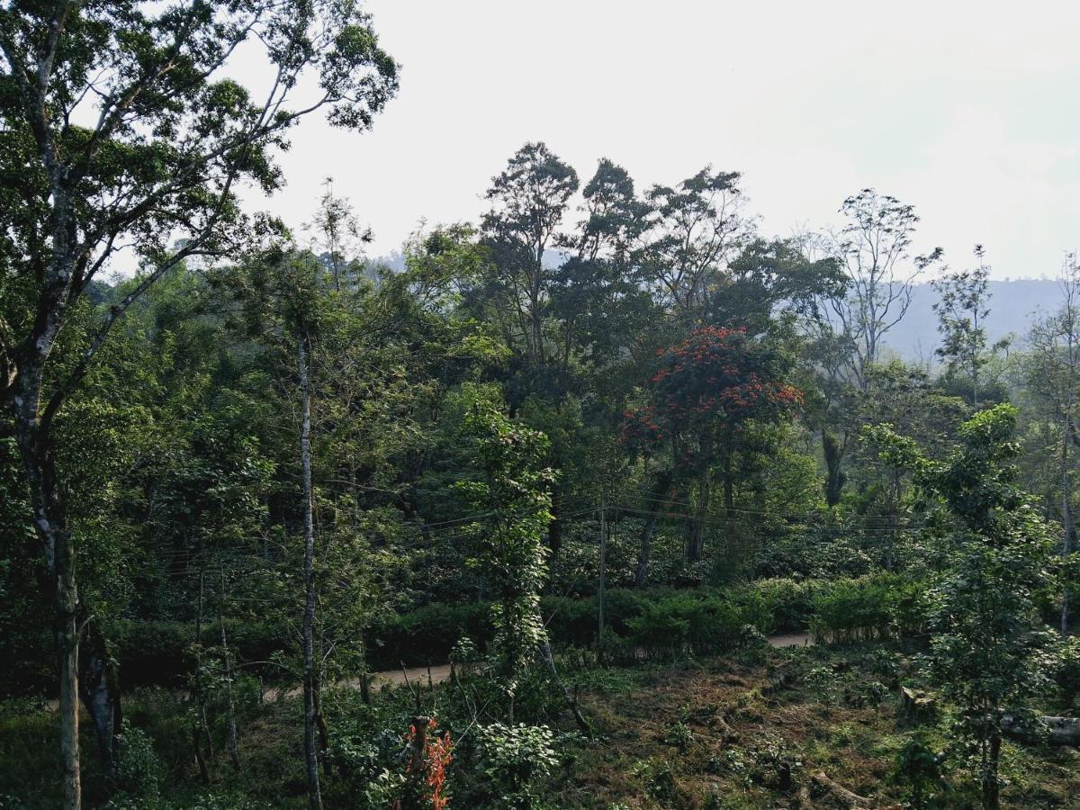 מדיקרי Coorg Teakwood Treasure Homestay מראה חיצוני תמונה